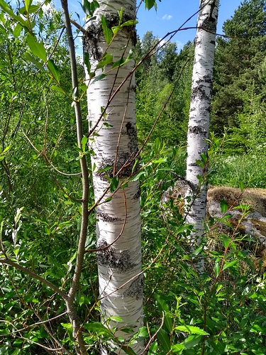 IMG_20180609_172544952_HDR