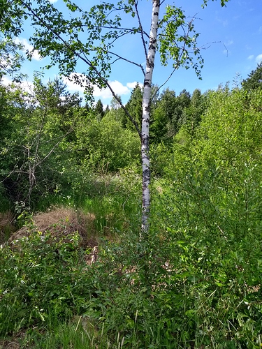 IMG_20180609_172555350_HDR