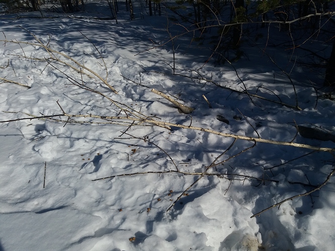 J%C3%A4niksenruokinta