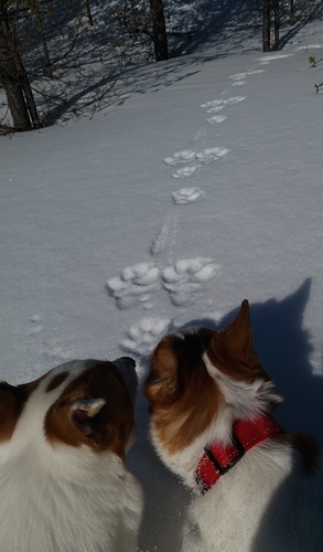 J%C3%A4niksen%20j%C3%A4ljet